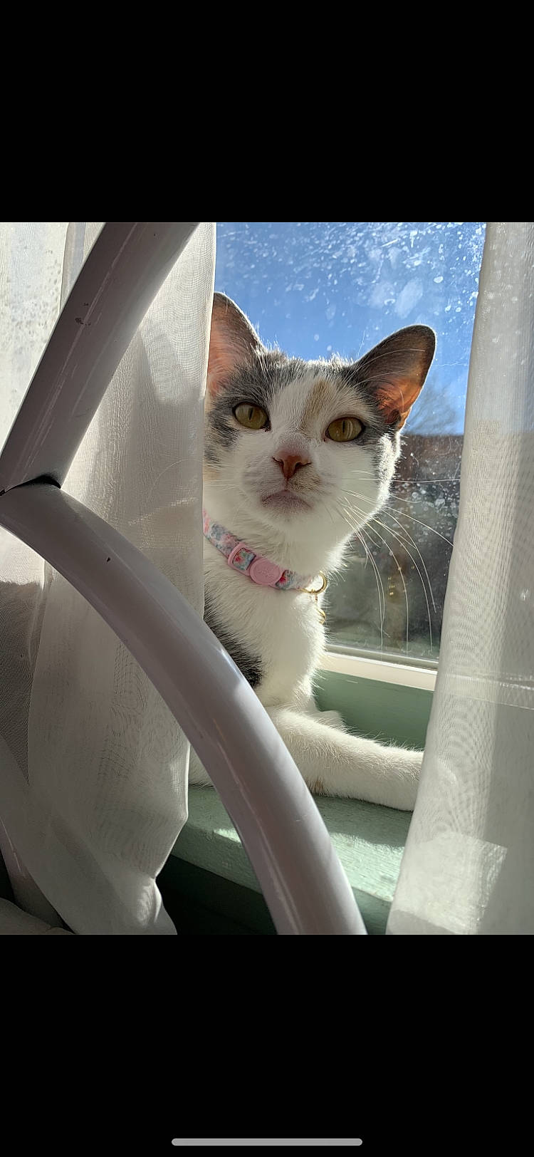 Buddha joined the competition — help win amazing prizes! automotive_exterior, automotive_lighting, automotive_mirror, automotive_window_part, carnivore, cat, domestic_short_haired_cat, felidae, fender, fur, motor_vehicle, sky, small_to_medium_sized_cats, snout, tail, tints_and_shades, vehicle_door, whiskers, window, windshield