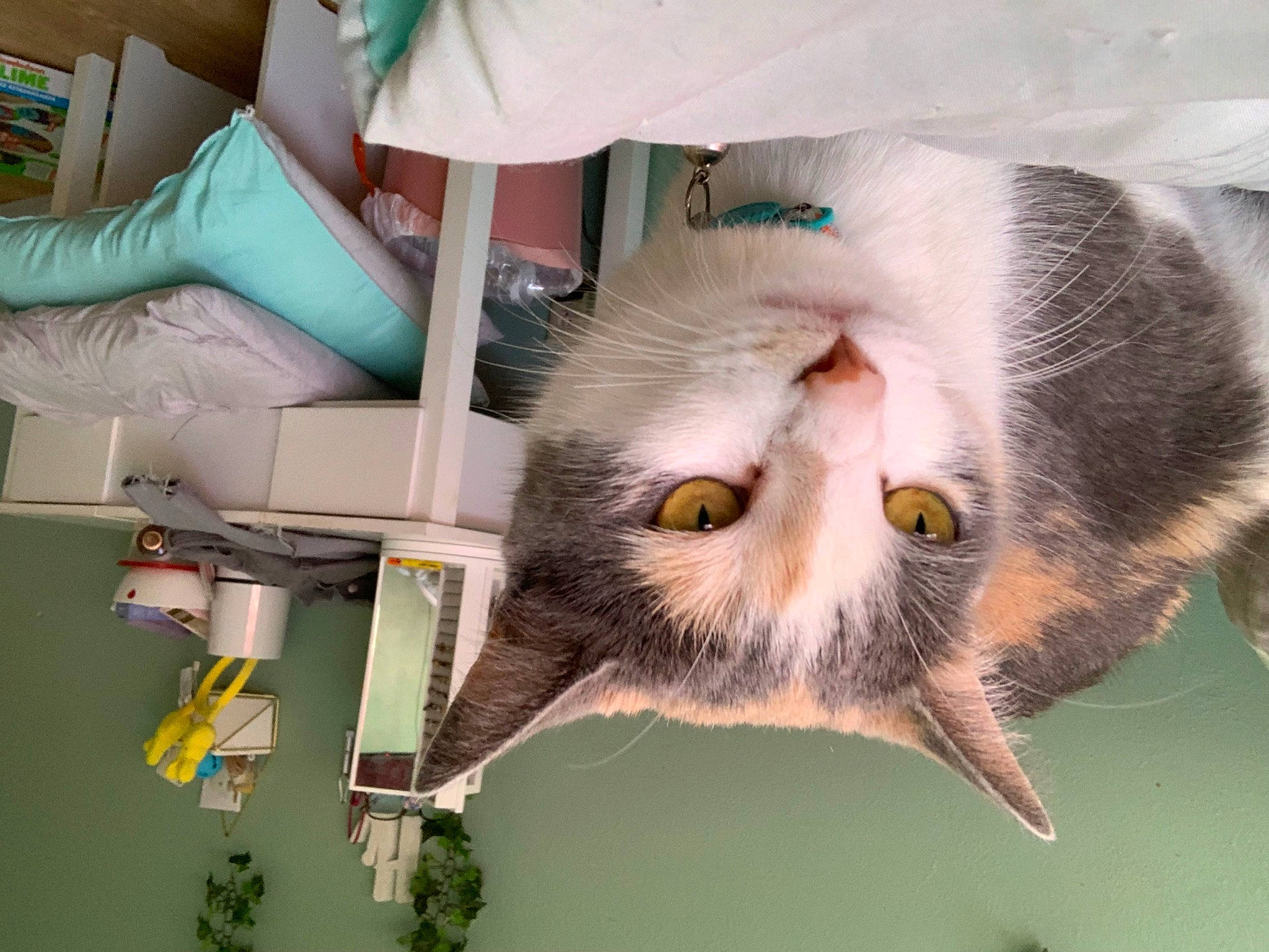 Buddha joined the competition — help win amazing prizes! carnivore, cat, claw, domestic_short_haired_cat, eye, felidae, fur, moustache, paw, plant, room, small_to_medium_sized_cats, snout, tail, whiskers