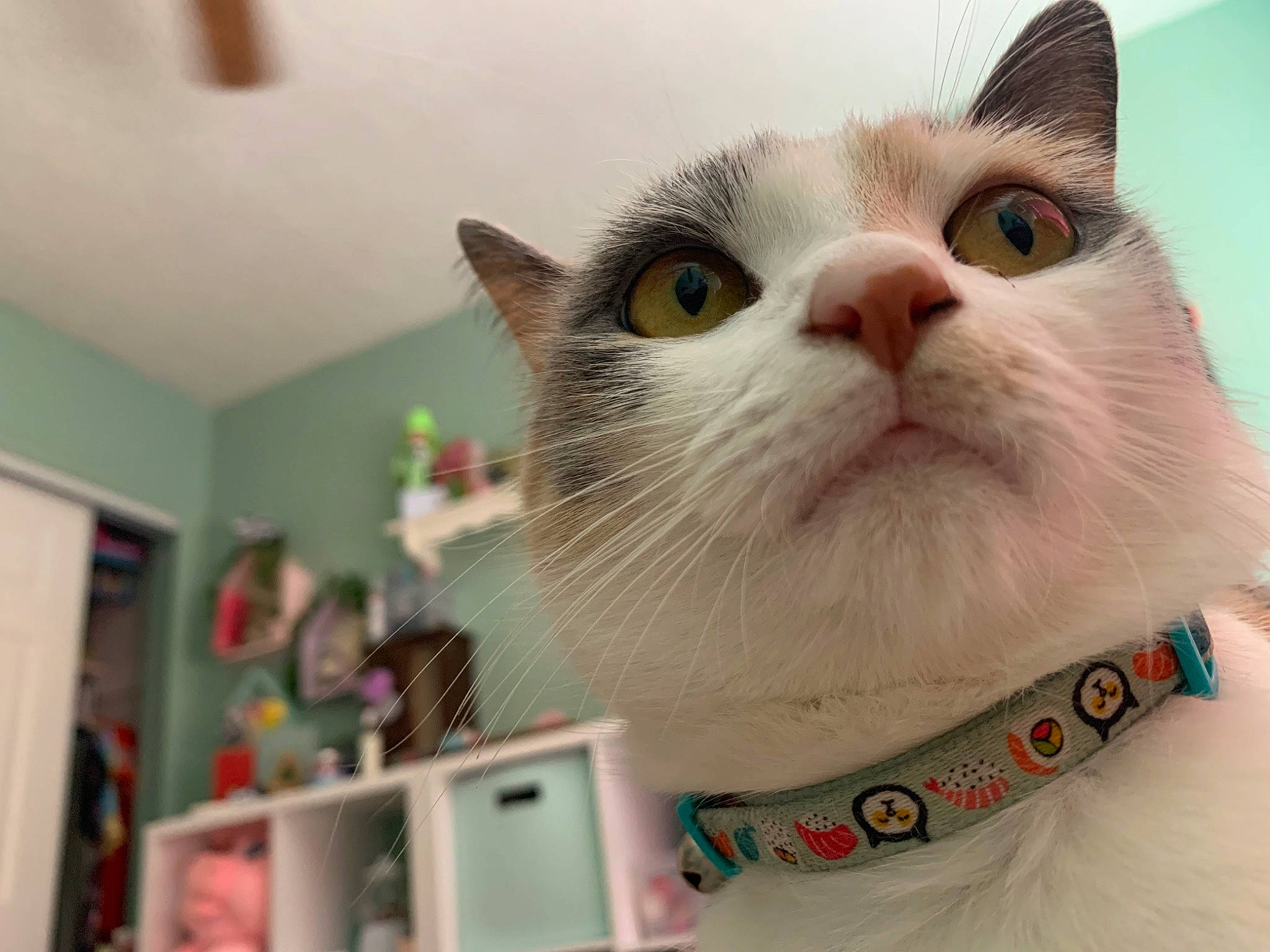 Buddha joined the competition — help win amazing prizes! box, carnivore, cat, cat_furniture, cat_supply, collar, domestic_short_haired_cat, eye, fawn, felidae, fur, paper_product, paw, pet_supply, picture_frame, shelf, small_to_medium_sized_cats, snout, whiskers