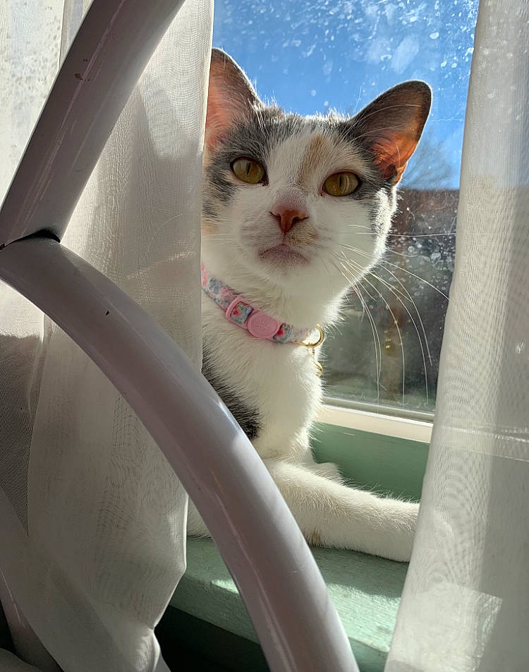 Buddha joined the competition — help win amazing prizes! automotive_exterior, automotive_mirror, automotive_tire, automotive_window_part, carnivore, cat, domestic_short_haired_cat, felidae, fender, fur, motor_vehicle, small_to_medium_sized_cats, snout, tail, tints_and_shades, vehicle, vehicle_door, whiskers, window, windshield