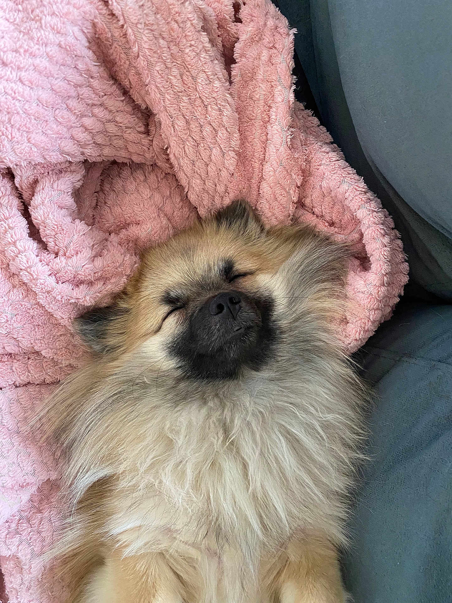 Dana participe au concours pour gagner de l'argent avec cette photo : dog, pomeranian, pet, sleeping, blanket, pink_blanket, fluffy_fur, cozy, indoor, couch, closed_eyes, nose, small_dog, resting, adorable, portrait, fur_texture, paw, relaxed, soft_fabric