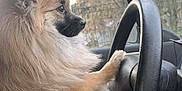 Dana participe au concours pour gagner de l'argent avec cette photo : dog, fluffy_dog, small_dog, pomeranian, steering_wheel, car_interior, paw_on_wheel, side_profile, fur, cute, pet, vehicle, car_window, trees_outside, seat, dashboard, portrait, travel, driver_seat, parked