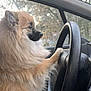 dog, fluffy_dog, small_dog, pomeranian, steering_wheel, car_interior, paw_on_wheel, side_profile, fur, cute, pet, vehicle, car_window, trees_outside, seat, dashboard, portrait, travel, driver_seat, parked