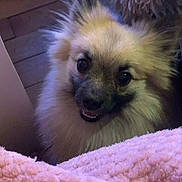 Dana a rejoint le concours — aidez-le/la à gagner de superbes lots ! dog, pomeranian, small_dog, fluffy, fur, pink_blanket, blanket, cozy, indoor, wood_floor, close_up, portrait, cute, smiling, eyes, nose, pet, bedroom, plush, home