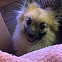 dog, pomeranian, small_dog, fluffy, fur, pink_blanket, blanket, cozy, indoor, wood_floor, close_up, portrait, cute, smiling, eyes, nose, pet, bedroom, plush, home