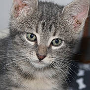 Filou a rejoint le concours — aidez-le/la à gagner de superbes lots ! kitten, cat, grey_tabby, close_up, whiskers, green_eyes, fur, pet, animal, cute, indoor, young, portrait, small, feline, looking, face, ears, nose, soft