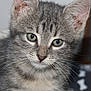 kitten, cat, grey_tabby, close_up, whiskers, green_eyes, fur, pet, animal, cute, indoor, young, portrait, small, feline, looking, face, ears, nose, soft