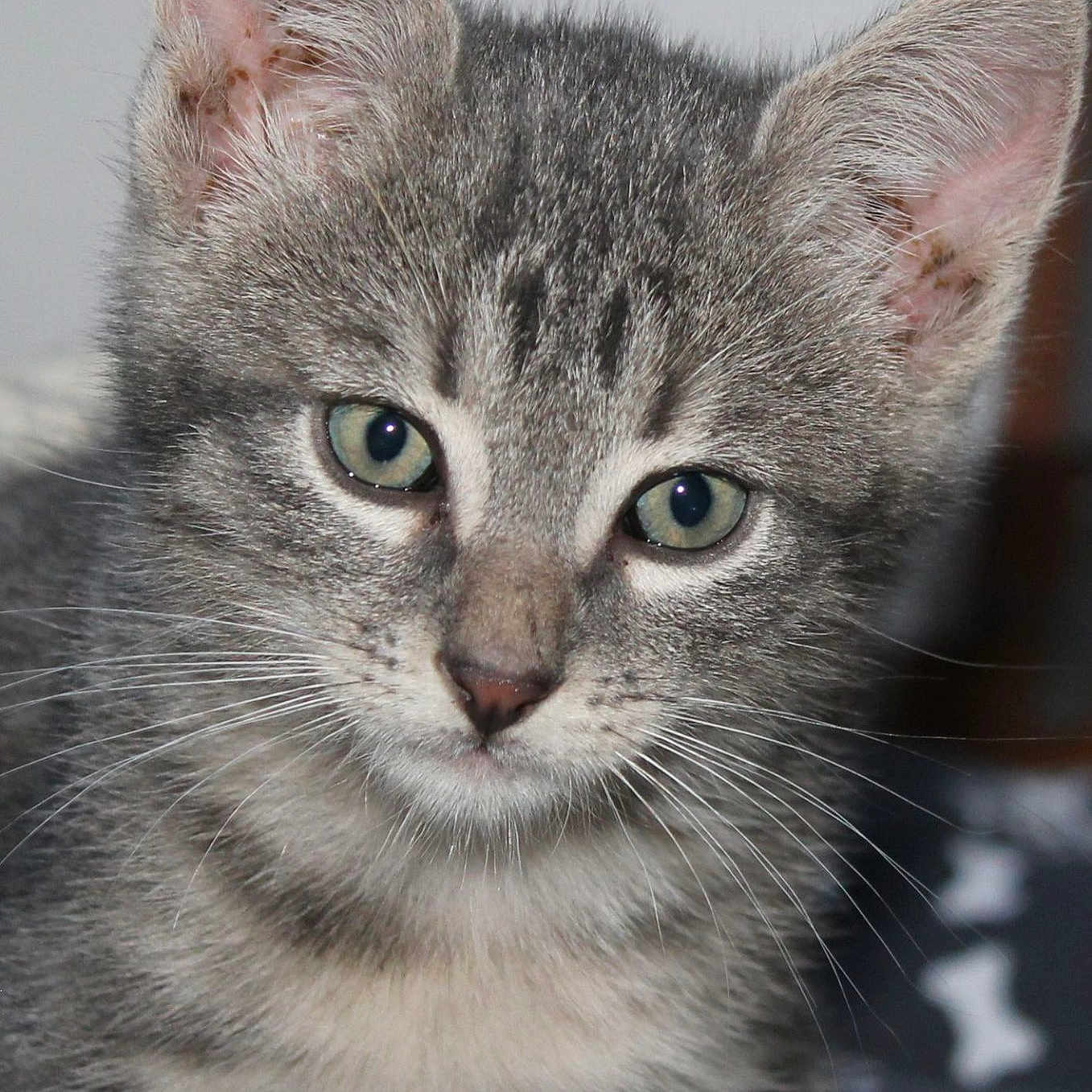 Filou a rejoint le concours — aidez-le/la à gagner de superbes lots ! animal, cat, close_up, cute, ears, face, feline, fur, green_eyes, grey_tabby, indoor, kitten, looking, nose, pet, portrait, small, soft, whiskers, young