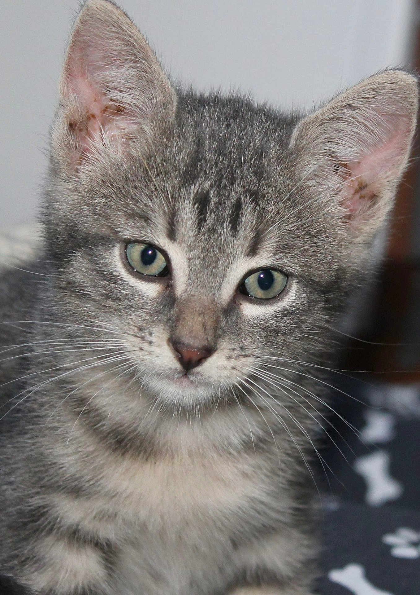 Filou a rejoint le concours — aidez-le/la à gagner de superbes lots ! kitten, cat, grey_tabby, close_up, whiskers, green_eyes, fur, pet, animal, cute, indoor, young, portrait, small, feline, looking, face, ears, nose, soft