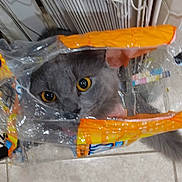 Cloak is registered to the contest to win money with this photo: british_shorthair, carnivore, cat, chartreux, felidae, kitten, russian_blue, small_to_medium_sized_cats, whiskers