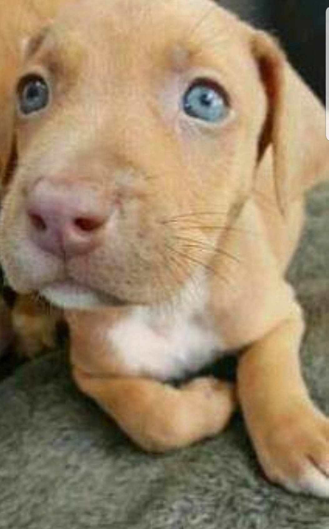 Briar Rose joined the competition — help win amazing prizes! american_pit_bull_terrier, beagador, canidae, carnivore, dog, dog_breed, fawn, labrador_retriever, mammal, non_sporting_group, nose, pit_bull, puppy, snout, sporting_group, vertebrate, vizsla, whiskers