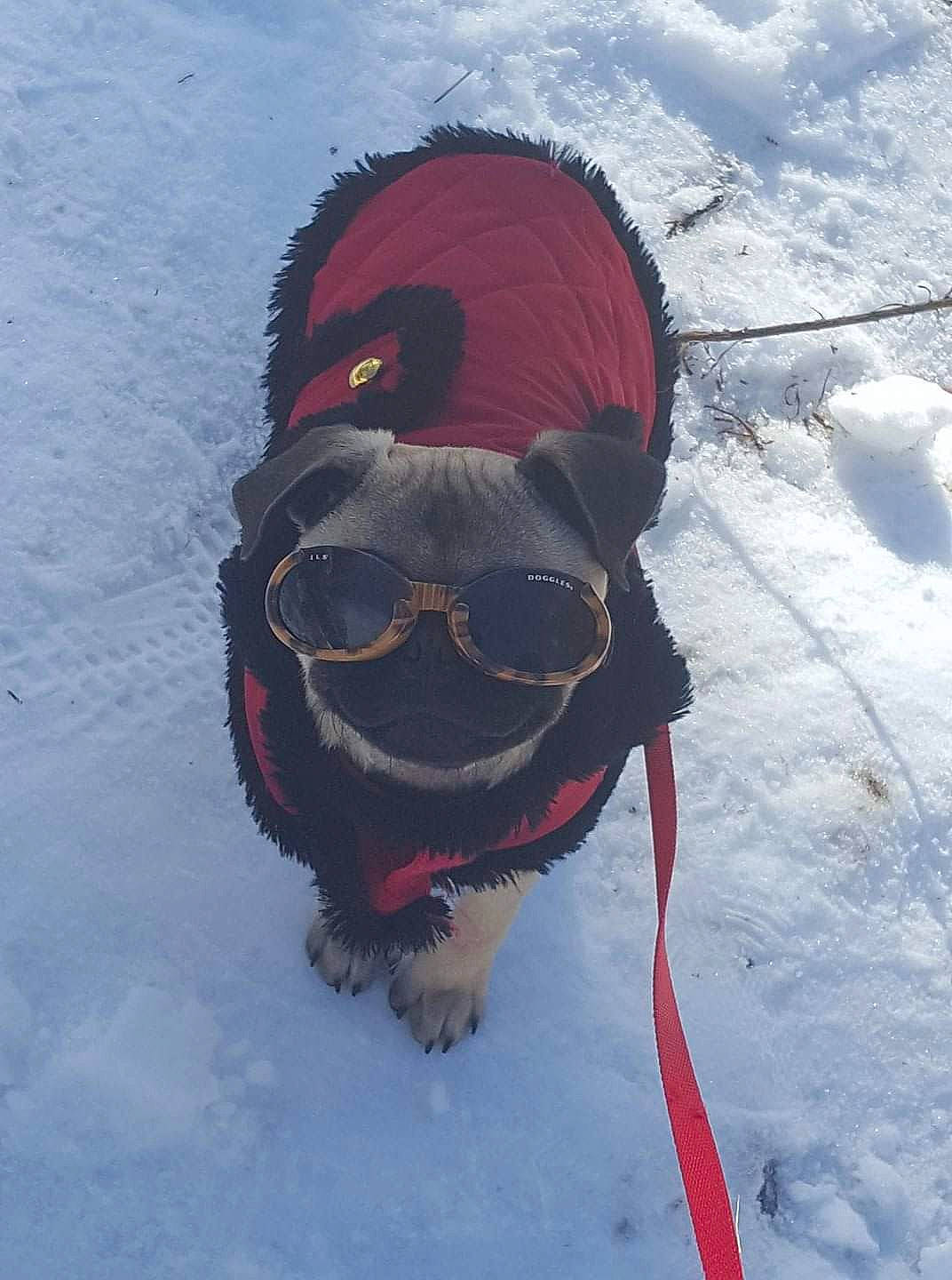 Pig Pug is registered to the contest to win money with this photo: canidae, carnivore, dog, freezing, snout, snow, sporting_group, winter