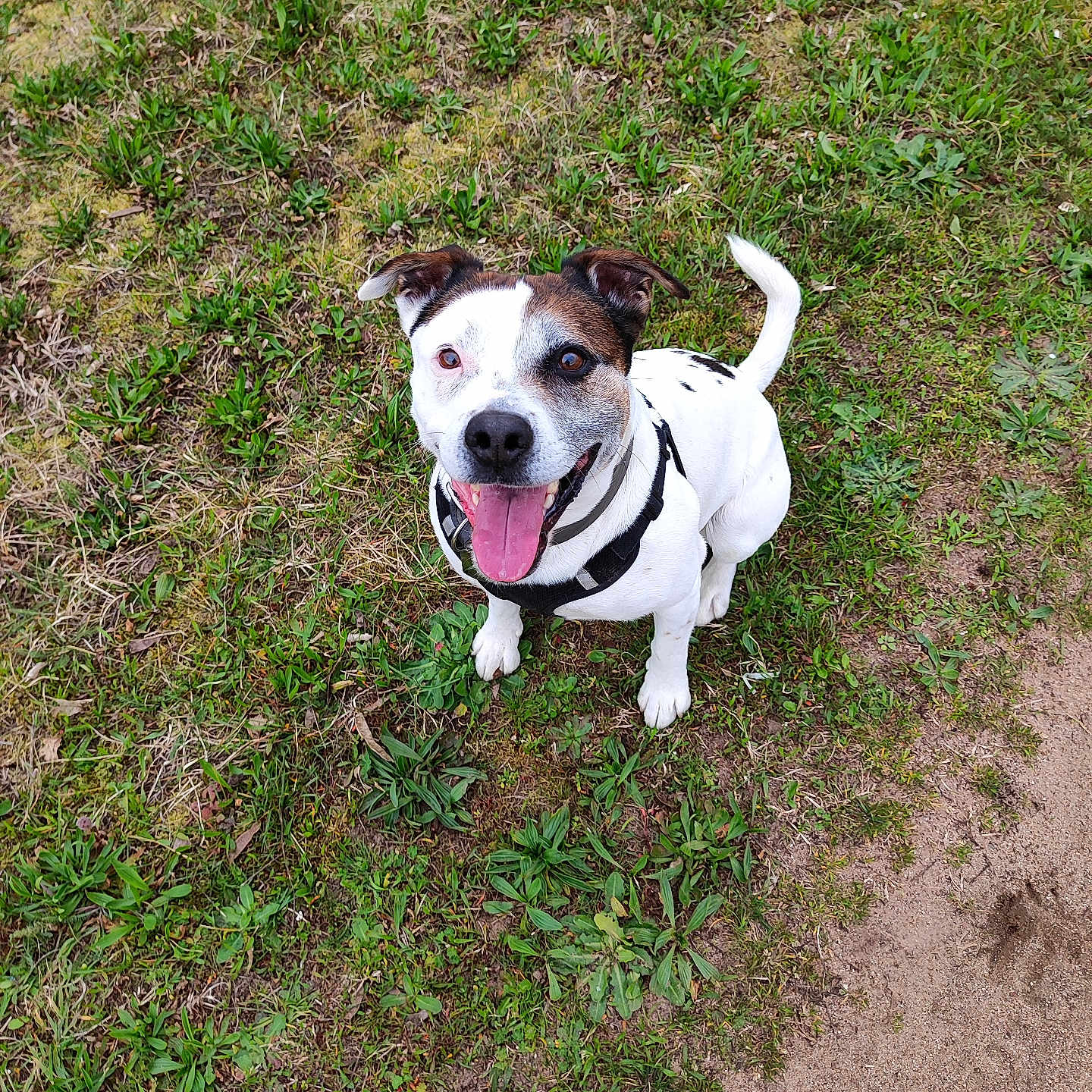 Spike participe au concours pour gagner de l'argent avec cette photo : brown_patch, canine, closeup, daylight, dog, grass, greenery, ground, harness, looking_up, outdoor, paw, pet, playful, portrait, single_animal, sitting, smiling, tongue_out, white_fur