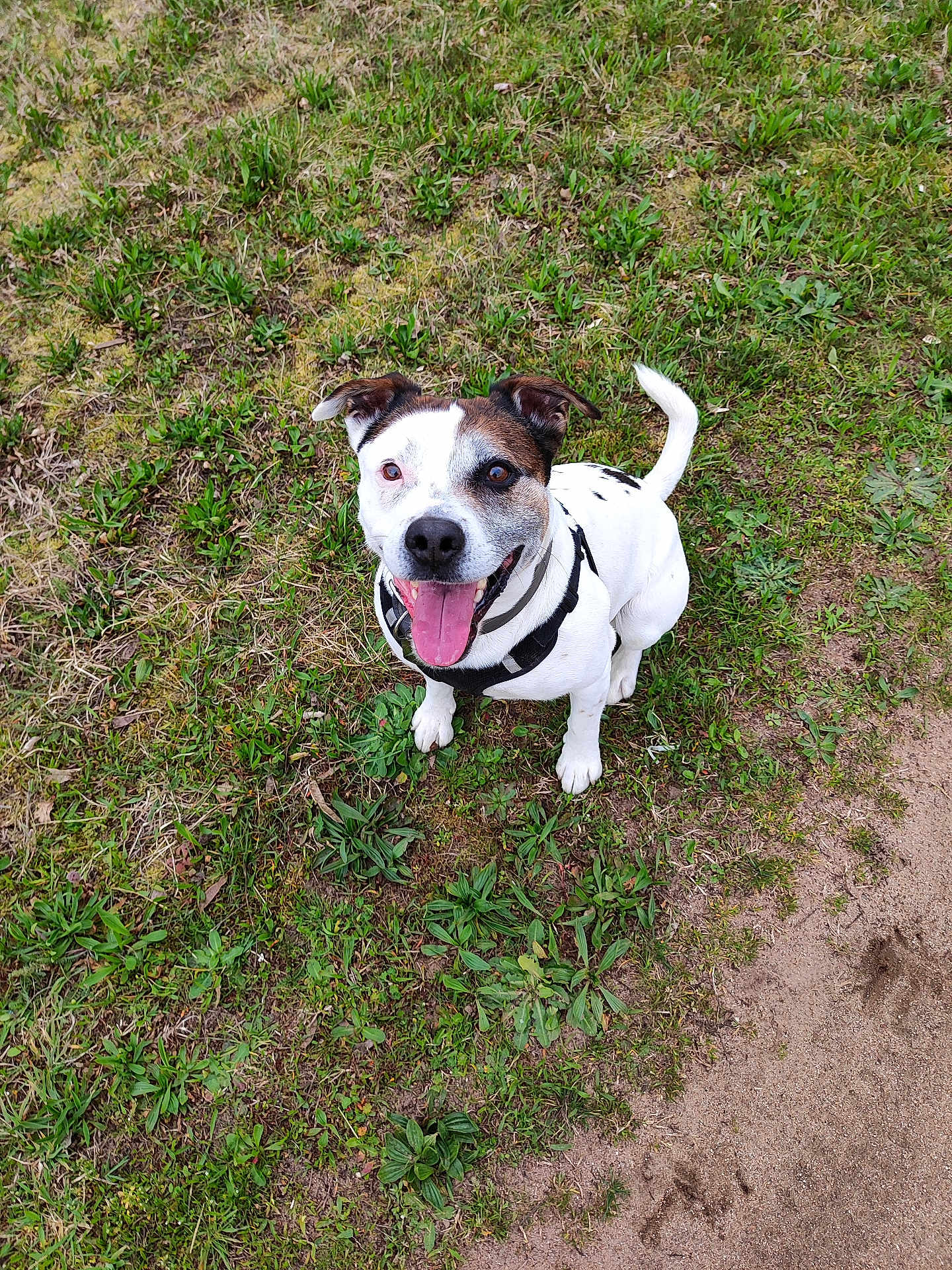 Spike participe au concours pour gagner de l'argent avec cette photo : dog, canine, pet, outdoor, grass, greenery, smiling, tongue_out, harness, white_fur, brown_patch, sitting, looking_up, playful, portrait, closeup, single_animal, paw, ground, daylight