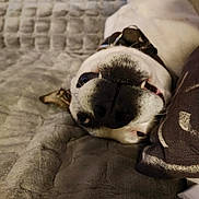 Spike a rejoint le concours — aidez-le/la à gagner de superbes lots ! dog, pet, snout, nose, teeth, eyes, collar, couch, blanket, pillow, fur, whiskers, close_up, upside_down, cozy, indoor, sleeping, playful, bed, portrait