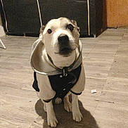 Spike participe au concours pour gagner de l'argent avec cette photo : brown_patch, clothing, collar, cozy, cute, dog, door, floor_tile, home_interior, hoodie, indoor, jacket, looking_up, paws, pet, portrait, shadow, sitting, white_fur, wood_floor