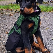 Saïka a rejoint le concours — aidez-le/la à gagner de superbes lots ! puppy, dog, rottweiler, black_and_tan, sitting, outdoor, green_vest, harness, leash, paws, floppy_ears, brown_eyes, portrait, gravel, grass, garden, trees, park, pet, animal