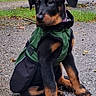 puppy, dog, rottweiler, black_and_tan, sitting, outdoor, green_vest, harness, leash, paws, floppy_ears, brown_eyes, portrait, gravel, grass, garden, trees, park, pet, animal