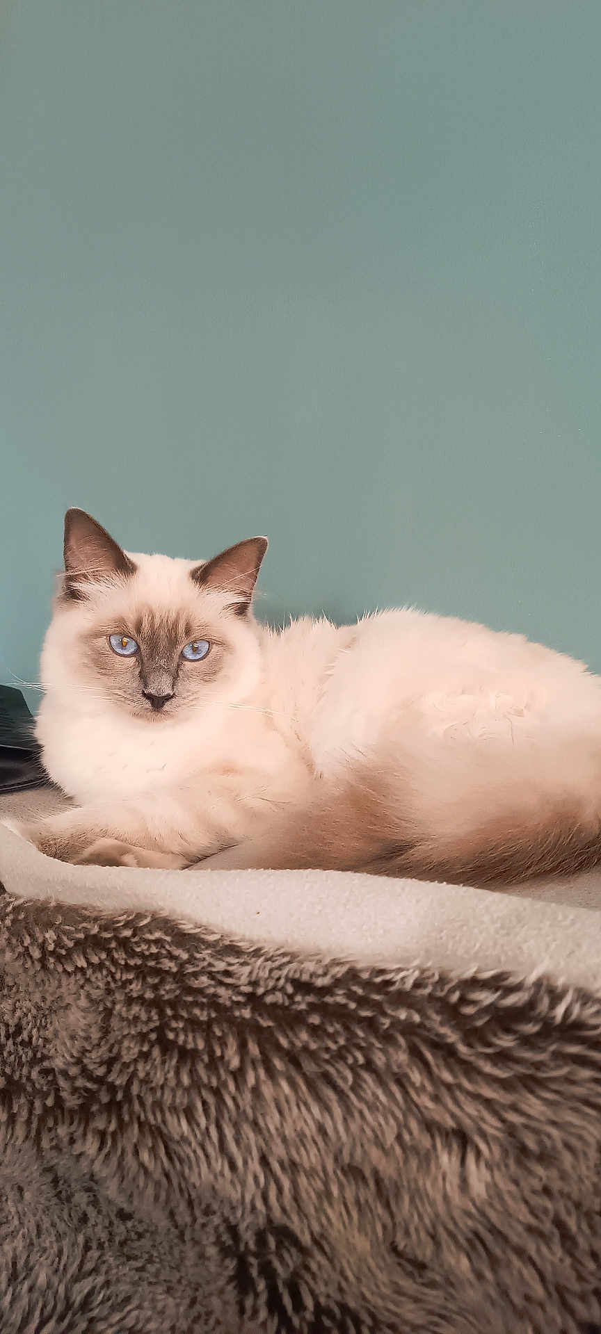Confetti a rejoint le concours — aidez-le/la à gagner de superbes lots ! cat, blue_eyes, fluffy, fur, blanket, cozy, indoor, pet, animal, relaxed, lying_down, portrait, feline, whiskers, soft_texture, cute, domestic_animal, resting, calm, teal_wall