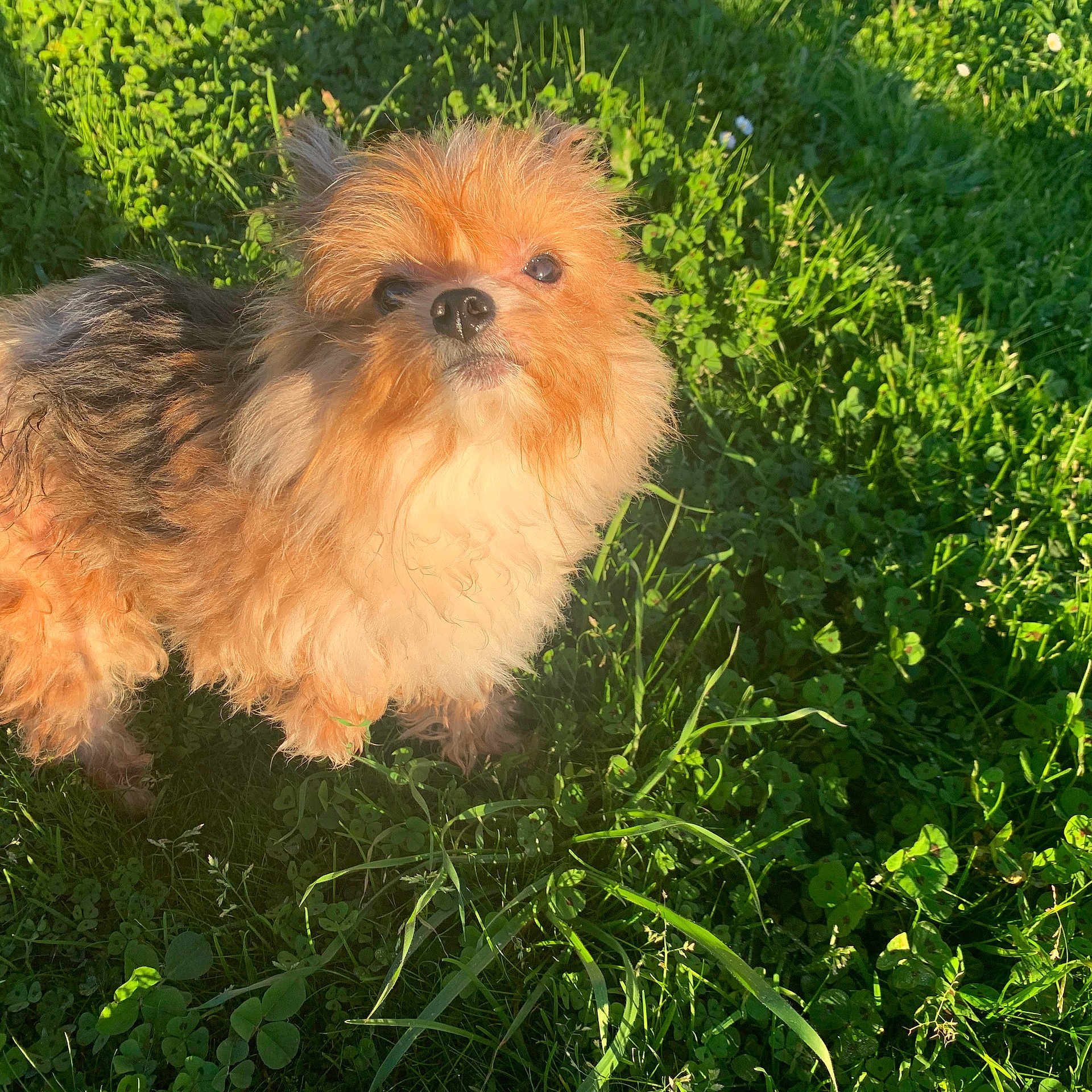 Benny