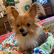 Benny joined the competition — help win amazing prizes! dog, small_dog, fluffy, long_hair, tan_fur, white_fur, black_fur, large_ears, open_mouth, smiling, sitting, portrait, pet, indoors, living_room, blanket, colorful, television, furniture, cozy