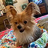 dog, small_dog, fluffy, long_hair, tan_fur, white_fur, black_fur, large_ears, open_mouth, smiling, sitting, portrait, pet, indoors, living_room, blanket, colorful, television, furniture, cozy