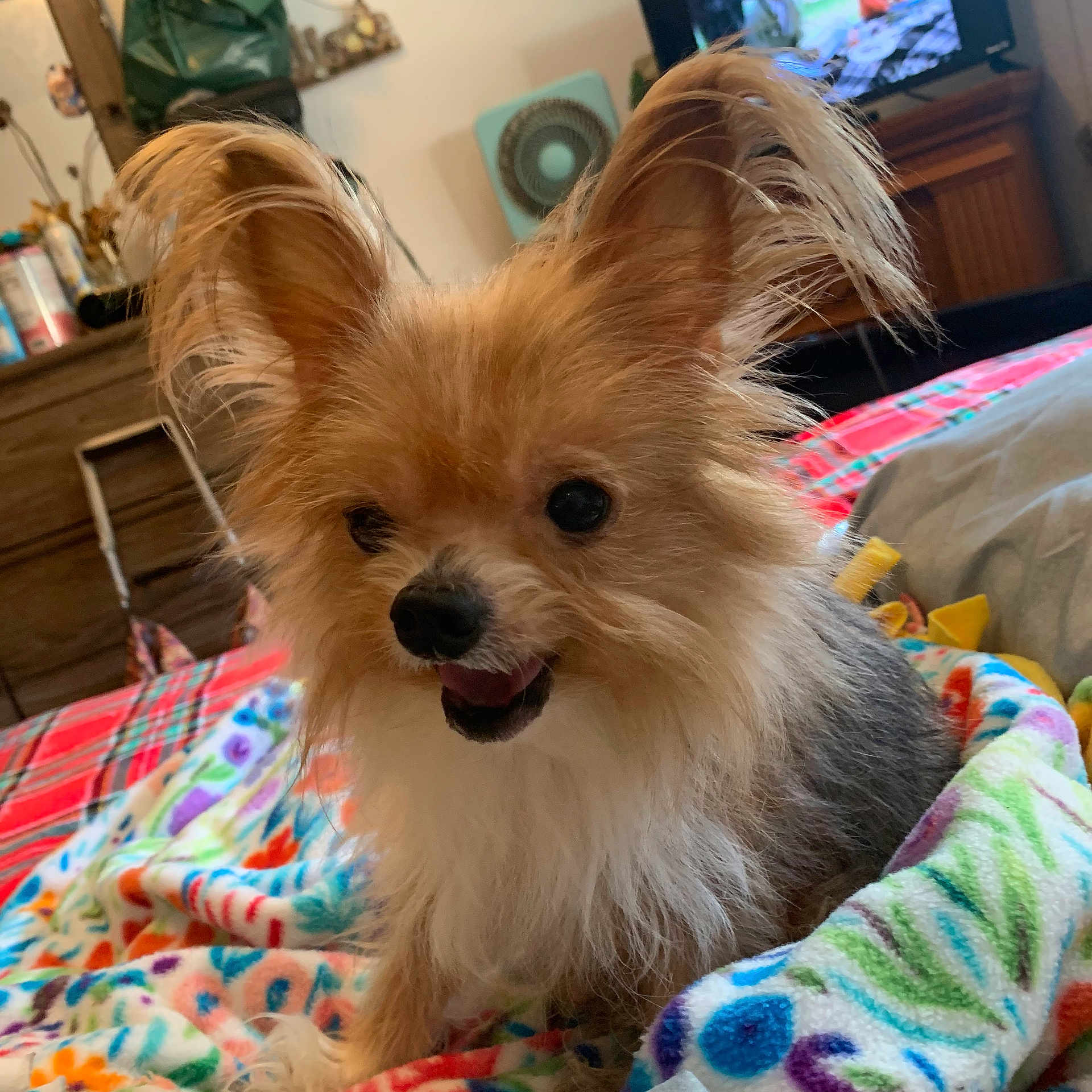 Benny joined the competition — help win amazing prizes! dog, small_dog, fluffy, long_hair, tan_fur, white_fur, black_fur, large_ears, open_mouth, smiling, sitting, portrait, pet, indoors, living_room, blanket, colorful, television, furniture, cozy