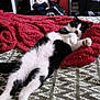 cat, black_and_white, bed, blanket, relaxed, indoor, feline, sleepy, patterned_bedspread, cozy, resting, fur, whiskers, paw, tail, domestic_animal, pet, comfort, bedroom, casual