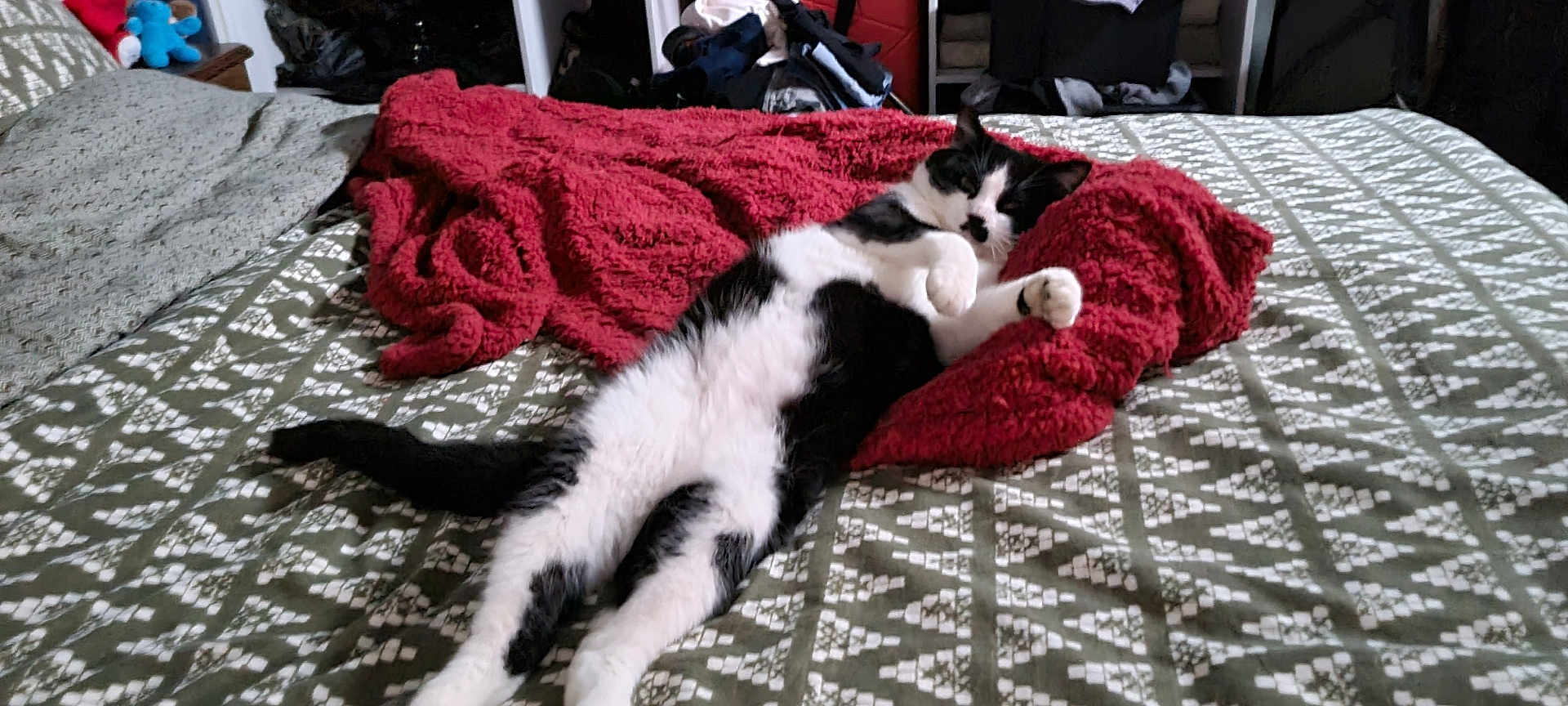 Loulou a rejoint le concours — aidez-le/la à gagner de superbes lots ! cat, black_and_white, bed, blanket, relaxed, indoor, feline, sleepy, patterned_bedspread, cozy, resting, fur, whiskers, paw, tail, domestic_animal, pet, comfort, bedroom, casual