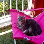 Milow participe au concours pour gagner de l'argent avec cette photo : cat, gray_tabby, pink_chair, balcony, green_plants, sunlight, shadow, relaxing, pet, animal, feline, outdoor, daylight, resting, fur, whiskers, metal_frame, fabric, nature, comfort