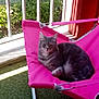 animal, balcony, cat, comfort, daylight, fabric, feline, fur, gray_tabby, green_plants, metal_frame, nature, outdoor, pet, pink_chair, relaxing, resting, shadow, sunlight, whiskers