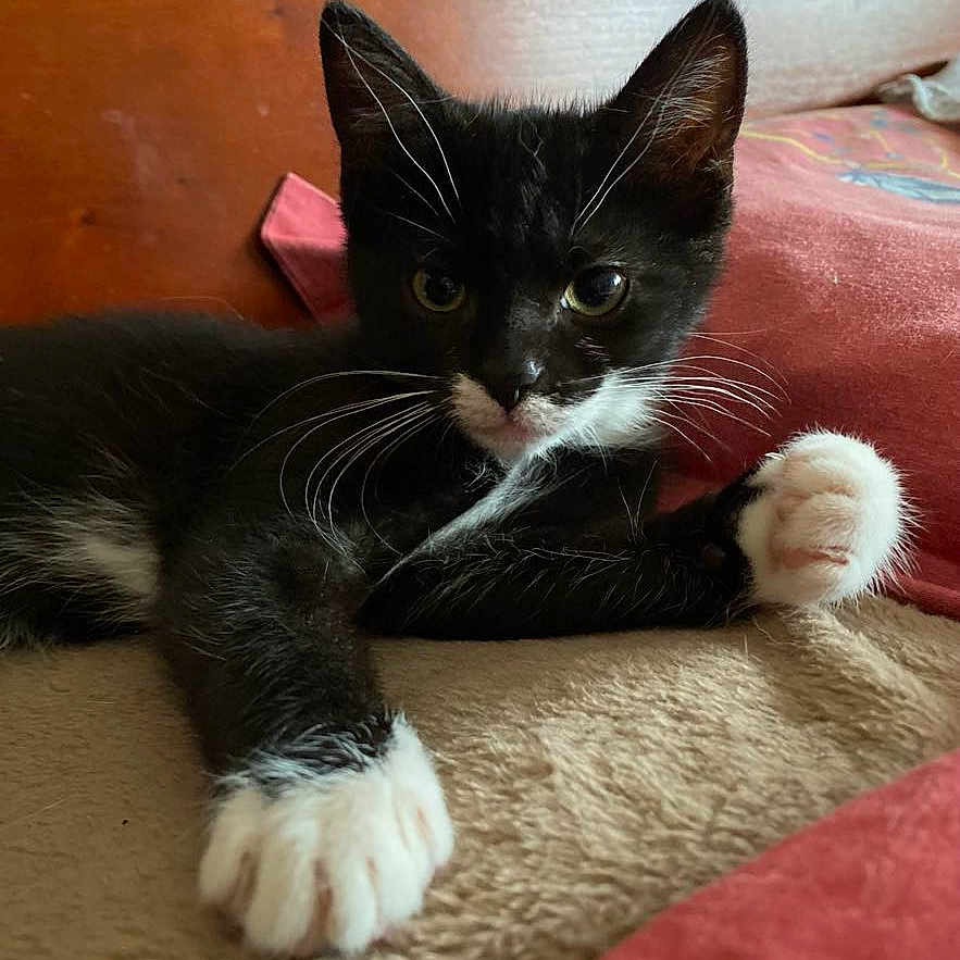 Milow Et Félicie participe au concours pour gagner de l'argent avec cette photo : animal, black_and_white, blanket, cat, closeup, cozy, cute, cute_pet, feline, fur, indoor, kitten, paws, pet, relaxed, resting, soft, stretching, whiskers, young