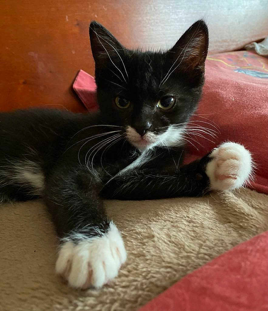 Milow Et Félicie participe au concours pour gagner de l'argent avec cette photo : kitten, cat, black_and_white, whiskers, paws, fur, cute, pet, animal, indoor, resting, cozy, blanket, soft, closeup, young, feline, stretching, relaxed, cute_pet