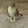 cat, feline, pet, gray_fur, white_fur, sitting, indoor, rug, tile_floor, animal, cute, domestic_animal, fur, whiskers, paws, tail, calm, looking, portrait, mammal