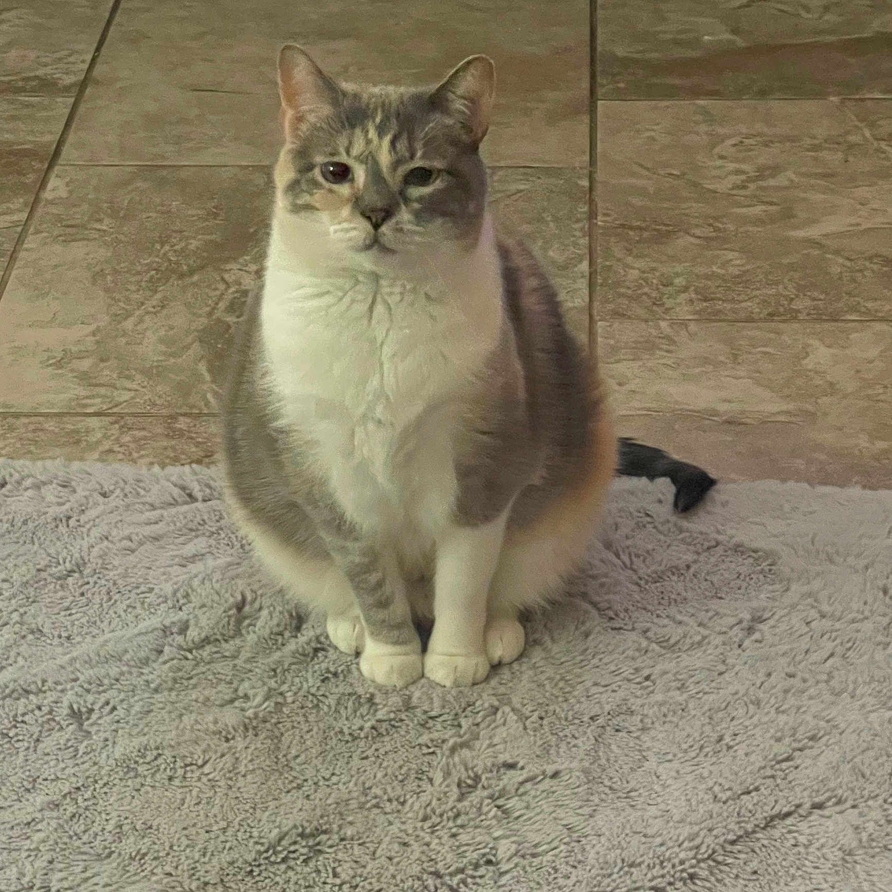 Little Mama joined the competition — help win amazing prizes! animal, calm, cat, cute, domestic_animal, feline, fur, gray_fur, indoor, looking, mammal, paws, pet, portrait, rug, sitting, tail, tile_floor, whiskers, white_fur