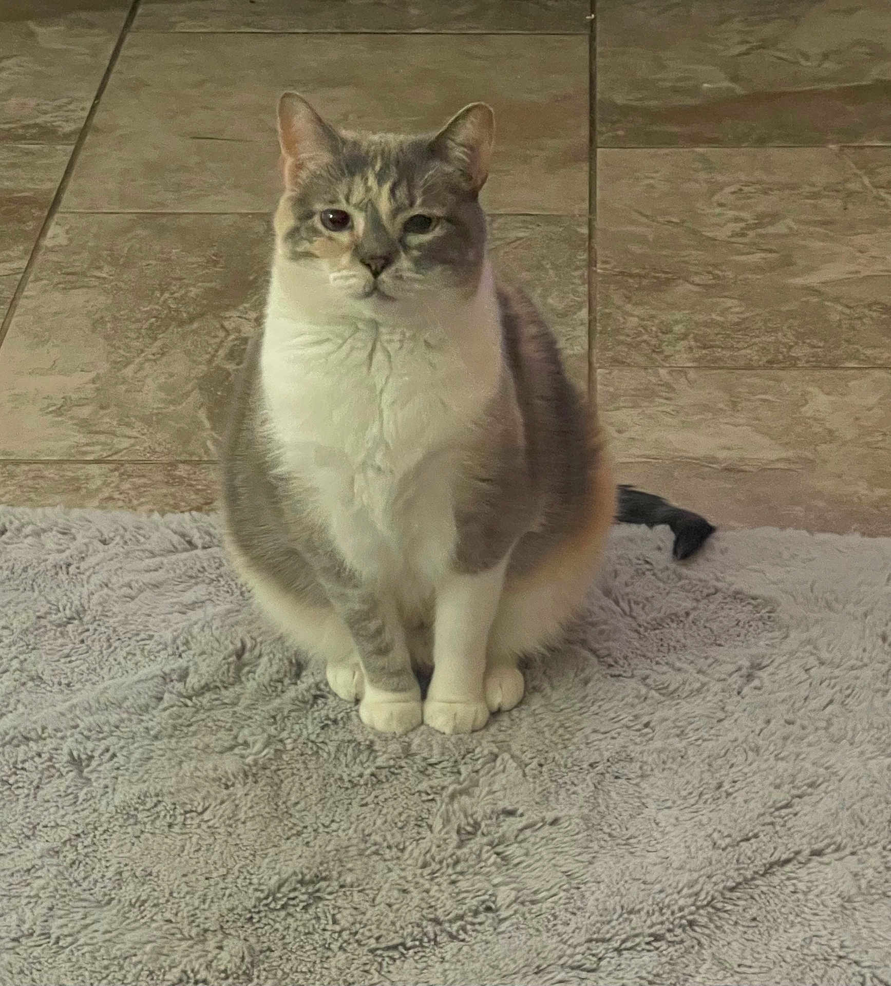 Little Mama joined the competition — help win amazing prizes! cat, feline, pet, gray_fur, white_fur, sitting, indoor, rug, tile_floor, animal, cute, domestic_animal, fur, whiskers, paws, tail, calm, looking, portrait, mammal