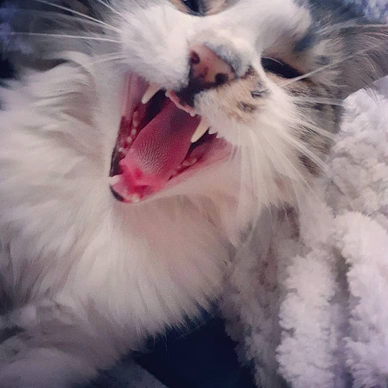Mia participe au concours pour gagner de l'argent avec cette photo : carnivore, cat, claw, close_up, companion_dog, eye, eyelash, fang, felidae, fur, gesture, happy, jaw, paw, shout, sky, small_to_medium_sized_cats, snout, whiskers, yawn