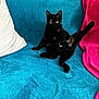 Zolly a rejoint le concours — aidez-le/la à gagner de superbes lots ! cat, black_cat, pet, animal, feline, yellow_eyes, sitting, couch, blanket, pillow, indoor, relaxed, fur, looking_at_camera, cute, domestic_animal, home, comfortable, resting, bright_colors