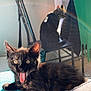 Zolly participe au concours pour gagner de l'argent avec cette photo : cat, kitten, black_cat, tongue_out, sunlight, indoor, chair, blanket, window, pets, playful, feline, domestic_animal, cute, animal, fur, whiskers, relaxing, two_cats, house