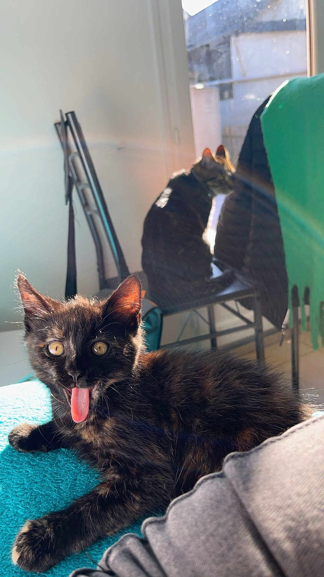 Zolly participe au concours pour gagner de l'argent avec cette photo : cat, kitten, black_cat, tongue_out, sunlight, indoor, chair, blanket, window, pets, playful, feline, domestic_animal, cute, animal, fur, whiskers, relaxing, two_cats, house