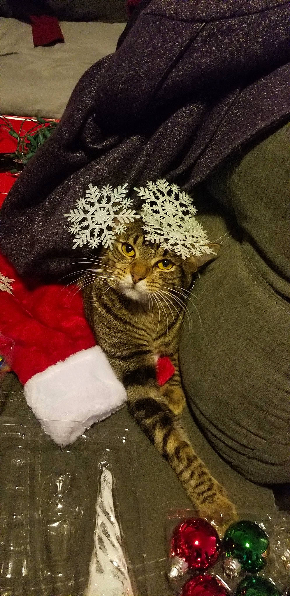 Steven joined the competition — help win amazing prizes! american_shorthair, asian, california_spangled, carnivore, cat, domestic_short_haired_cat, dragon_li, european_shorthair, felidae, fur, mammal, pixie_bob, small_to_medium_sized_cats, tabby_cat, whiskers