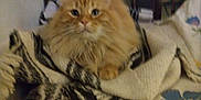 Tigrou participe au concours pour gagner de l'argent avec cette photo : animal, bed, blanket, cat, cozy, cute, domestic, fluffy, fur, furniture, home, indoor, knitted_blanket, mammal, orange_cat, pet, relaxed, resting, sleepy, whiskers