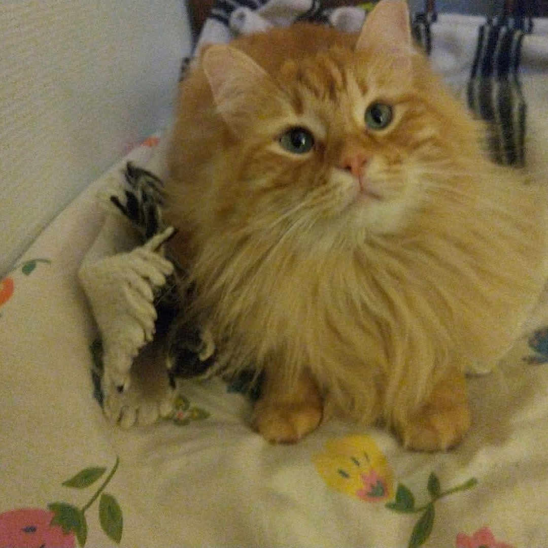Tigrou