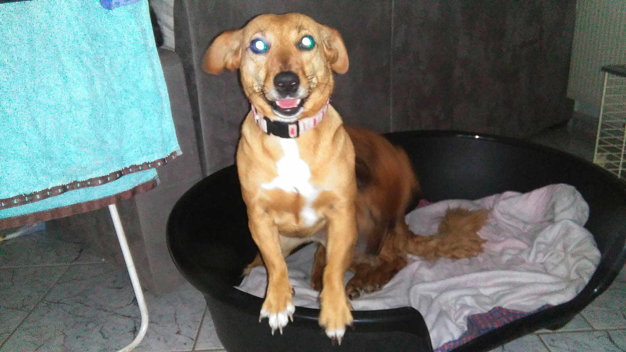 Lola