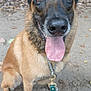 dog, canine, pet, leash, outdoor, animal, tongue_out, brown_fur, black_muzzle, sitting, nature, path, happy, ears_up, collar, close_up, forest_background, friendly, alert, muzzle