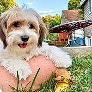 Gunner Lee joined the competition — help win amazing prizes! animal, arm, backyard, dog, fence, fur, grass, happy, house, nature, outdoor, pet, playful, puppy, resting, sky, smiling, sunny, toy, trees