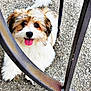 animal, brown_fur, cute, dog, eyes, fluffy, fur, gravel, happy, metal_gate, outdoor, pet, playful, puppy, sitting, small_dog, tail, tongue, tongue_out, white_fur