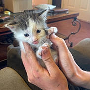 Henry is registered to the contest to win money with this photo: kitten, cat, fluffy, white, gray, brown, animal, pet, face, eyes, whiskers, paws, fur, being_held, hands, indoor, living_room, furniture, cardboard_box, portrait
