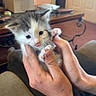 kitten, cat, fluffy, white, gray, brown, animal, pet, face, eyes, whiskers, paws, fur, being_held, hands, indoor, living_room, furniture, cardboard_box, portrait