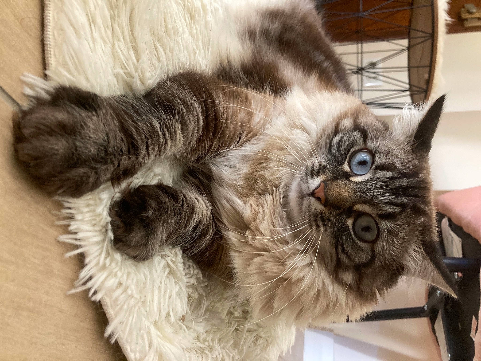 Miou participe au concours pour gagner de l'argent avec cette photo : box, cardboard, carnivore, cat, claw, comfort, domestic_short_haired_cat, fawn, felidae, fur, maine_coon, norwegian_forest_cat, paw, small_to_medium_sized_cats, snout, tail, whiskers